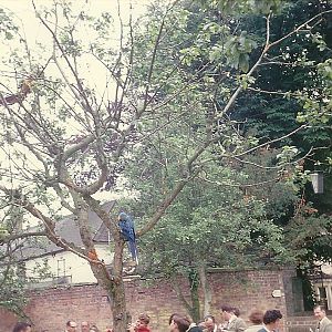 Blue and Yellow Macaws 1963