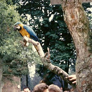Blue and Yellow Macaw 1963