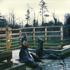 Southern Elephant Seals  Gog and Magog 1965