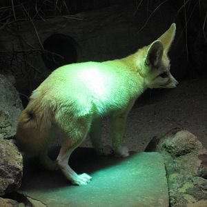 Artis Zoo - Fennec fox