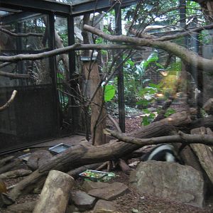 Artis Zoo - Small mammals house (rainforest)
