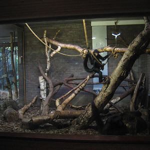 Artis Zoo - Small mammals house (Spider monkeys)