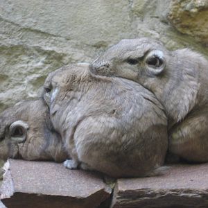 Artis Zoo - Small mammals house (Gundi)