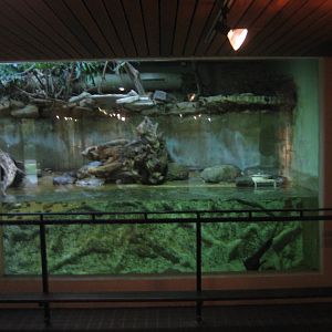 Artis Zoo - Small mammals house (Otter exhibit)