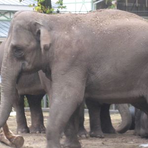 Artis Zoo - Asian elephant