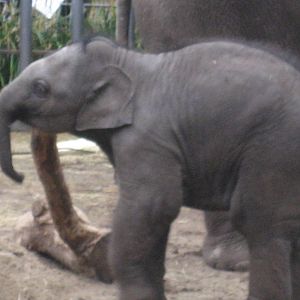 Artis Zoo - Baby elephant Mumba