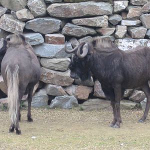 Artis Zoo - White-tailed wildebeest