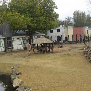 Artis Zoo - New savannah exhibit
