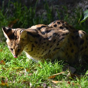Serval