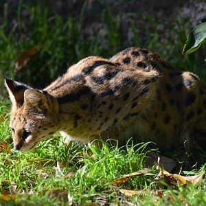 Serval