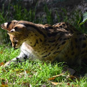 Serval