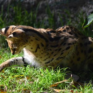 Serval