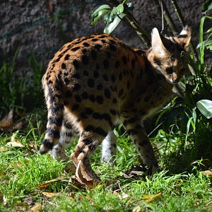 Serval