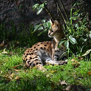 Serval