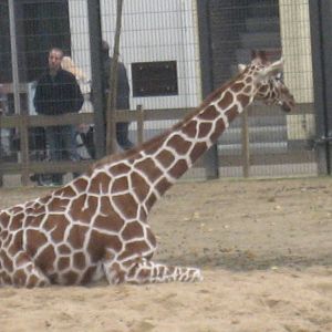 Artis Zoo - Giraffe
