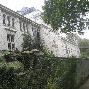 Artis Zoo - Vulture aviary