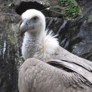 Artis Zoo - White-backed vulture