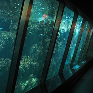 Artis Zoo - Aquarium