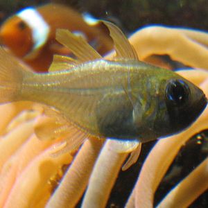 Artis Zoo - Some fish