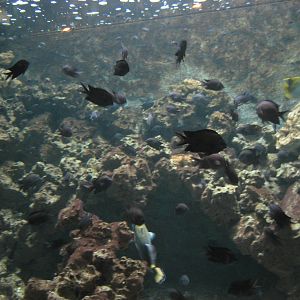 Artis Zoo - Aquarium