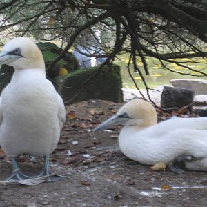 Artis Zoo - Northern gannets