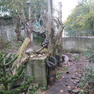 Artis Zoo - Bear exhibit
