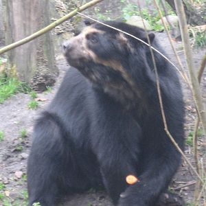 Artis Zoo - Spectacled bear