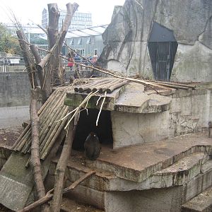 Artis Zoo - Mandrill exhibit