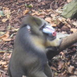 Artis Zoo - Mandrill