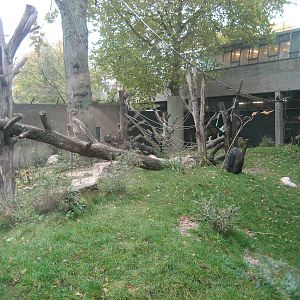 Artis Zoo - Gorilla outdoor exhibit