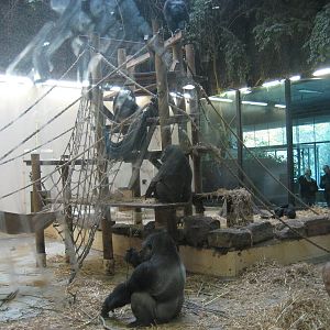 Artis Zoo - Gorilla indoor exhibit