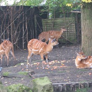 Artis Zoo - Sitatungas