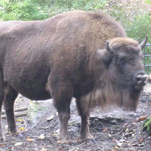 Artis Zoo - European bison (Wisent)