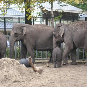 Artis Zoo - Group of elephants