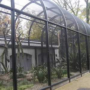 Artis Zoo - Pheasantry