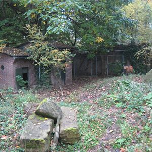 Artis Zoo - Maned wolf exhibit
