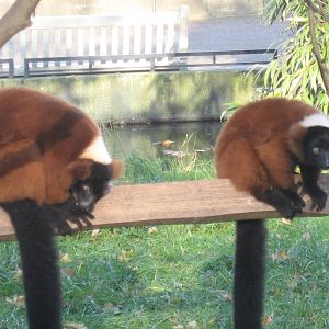 Artis Zoo - Red-ruffed lemurs