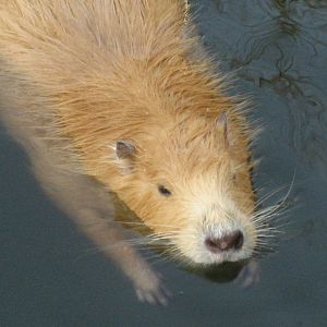 Artis Zoo - Nutria