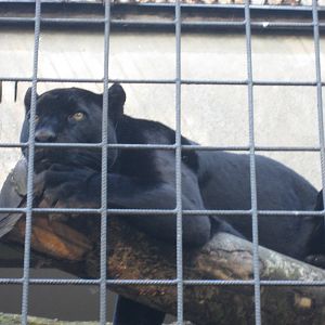 Artis Zoo - Black leopard