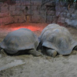 Artis Zoo - Giant tortoises