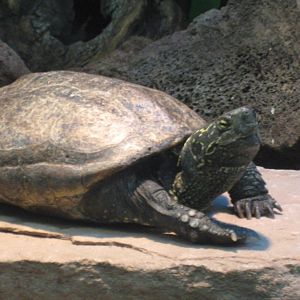 Artis Zoo - Tortoise