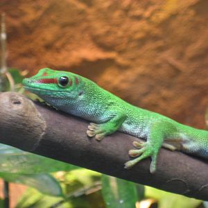 Artis Zoo - Day gecko