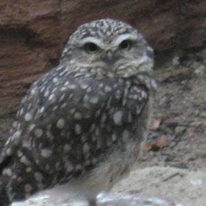 Artis Zoo - Burrowing owl