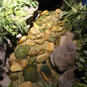 Golden Orfe Exhibit (30/12/2011)