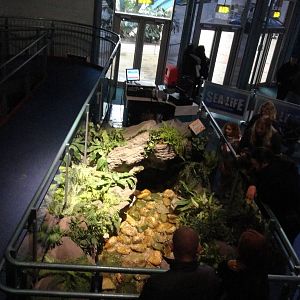 Golden Orfe Exhibit (30/12/2011)