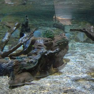 Shark Lagoon (30/12/2011)