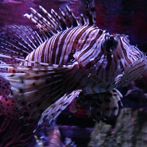 Lion Fish (30/12/2011)