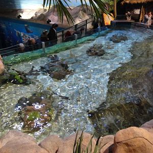 Shark Lagoon (30/12/2011)