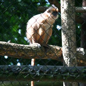 Yellow-handed mitred surili?