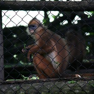 Yellow-handed mitred surili?